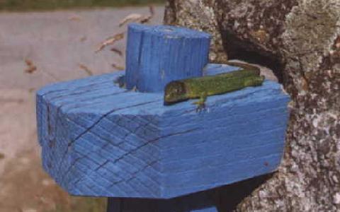Reptil auf dem Gartentor, Bretagne
